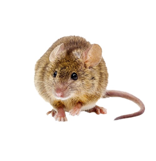 Ev Faresi: Belirtiler ve Giriş Noktaları